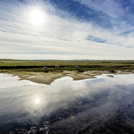 landschaft, weide, schaf, wasser, reflexion