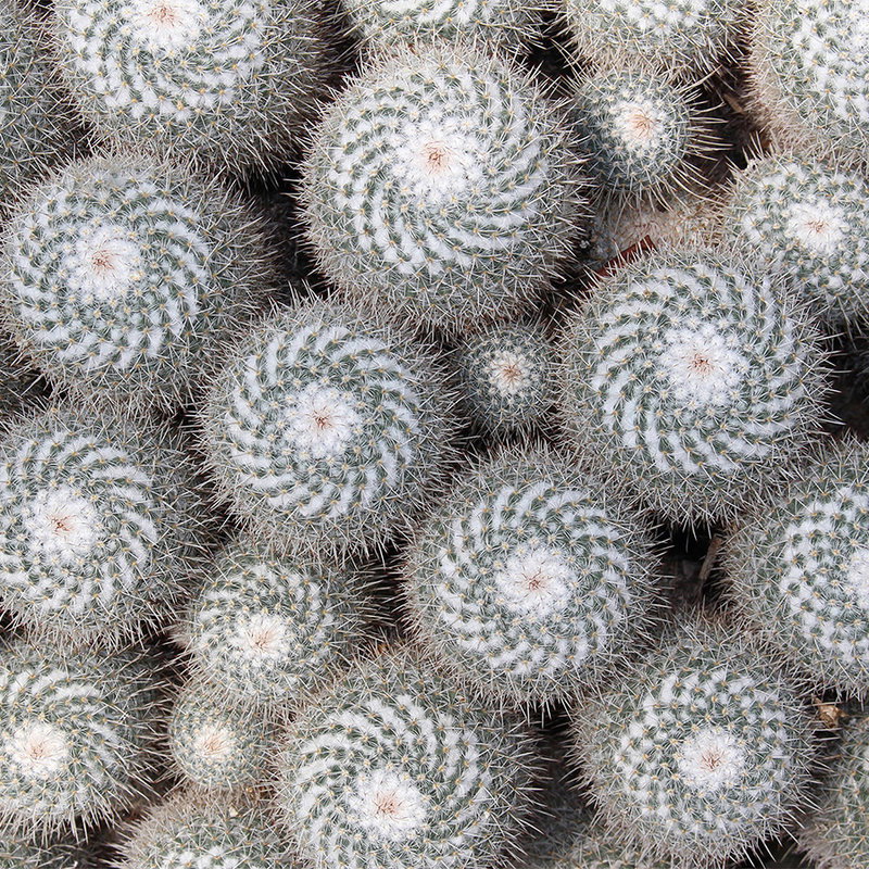 kaktus, succulent, pflanze, runde form, stacheln