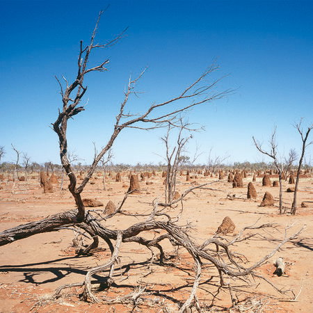 dead tree, desert, parched land, blue sky, barren landscape