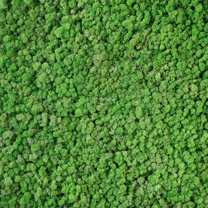 Moos, Grasart, Moosschicht, Grüne Textur, Fellähnlich