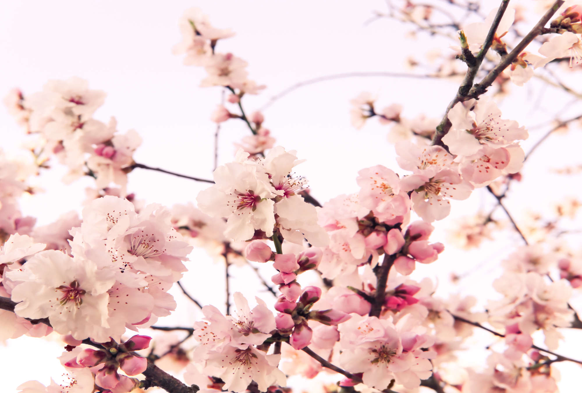 Kirschblüten, Blütenzweig, Florale Dekoration, Zweig mit Blüten, Frühlingsblüte