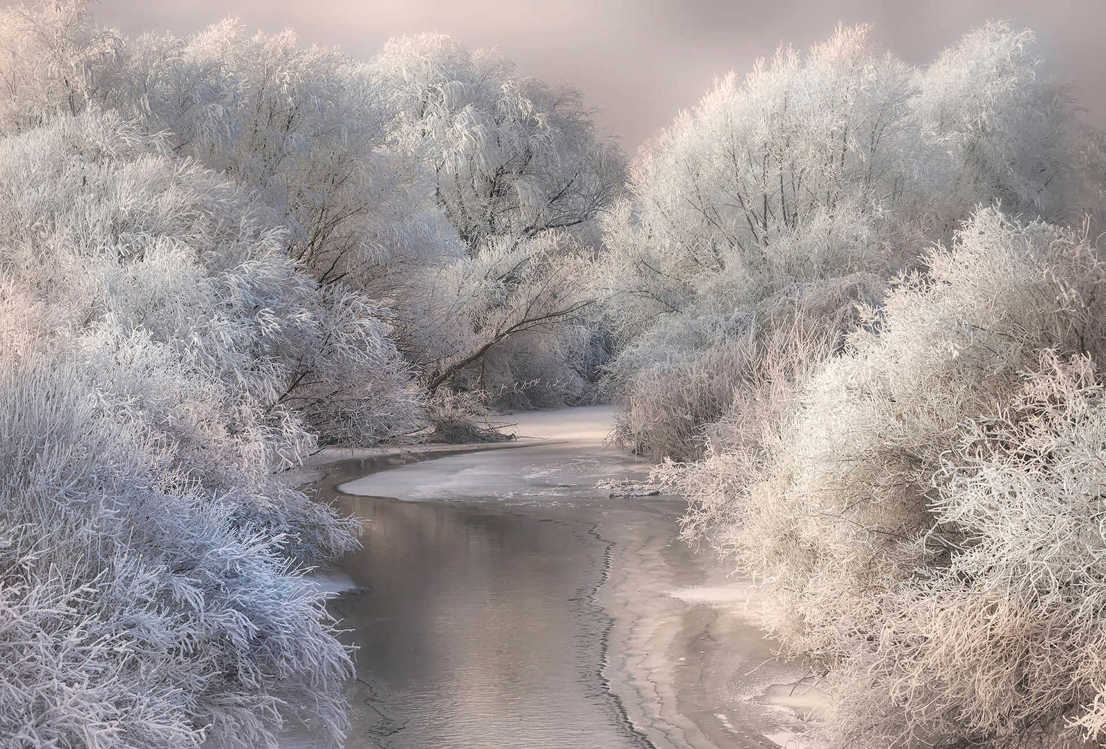         Photo wallpaper frozen forest with river - white, grey
    