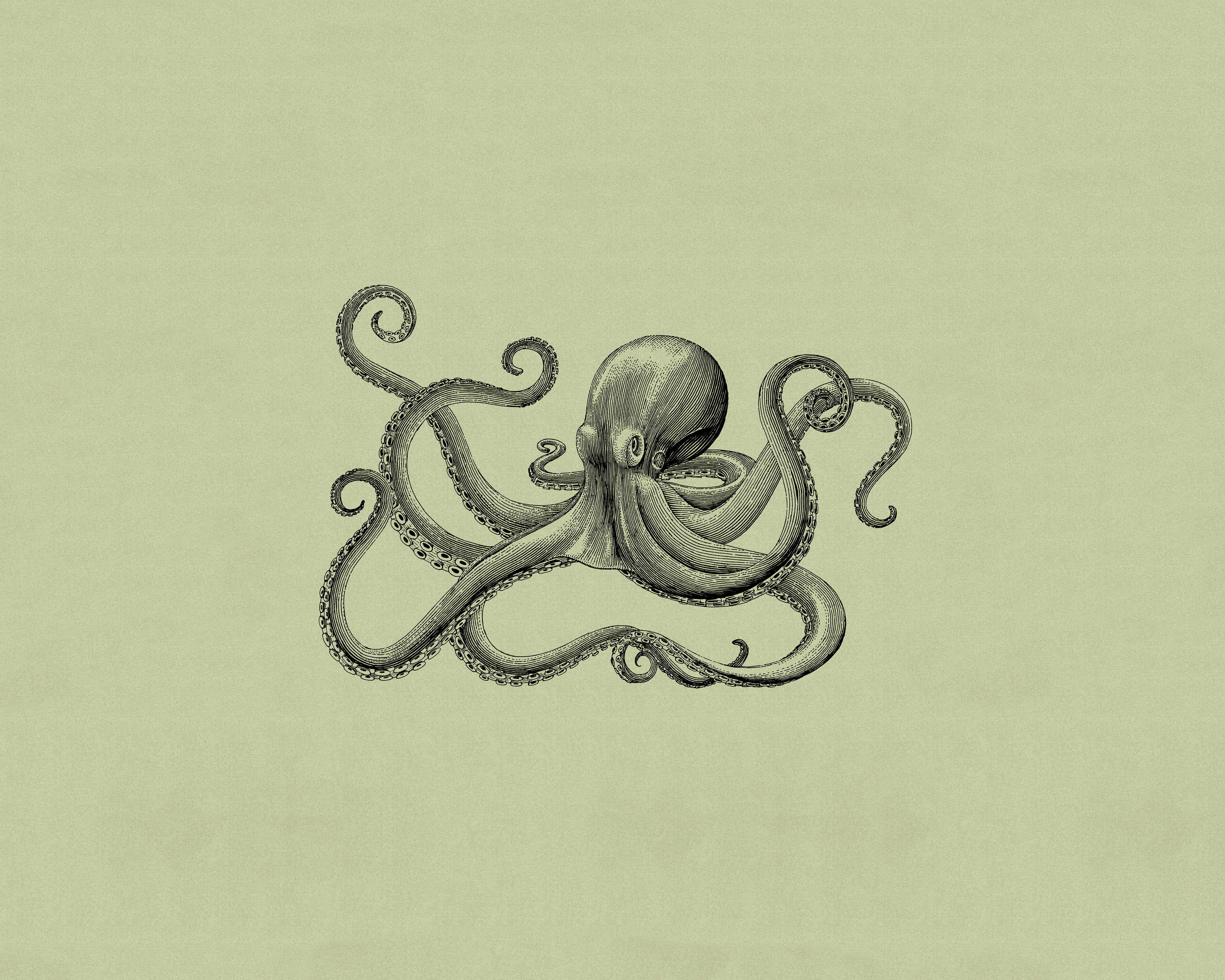Tier, Leben im Meer, Wirbellose, Oktopus