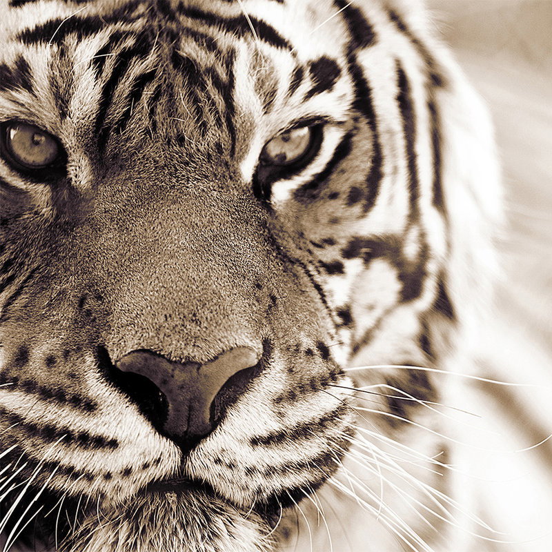 Tiger, Gesicht eines Tigers, Schwarz-Weiß, gestreiftes Fell, Wildkatze