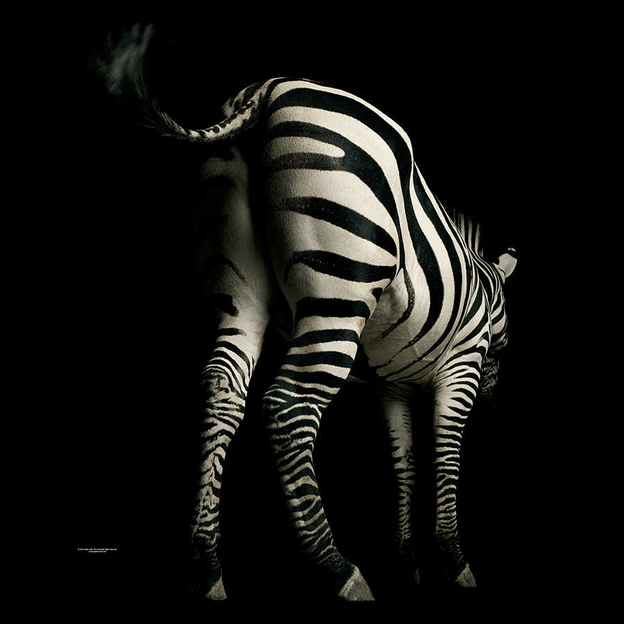 zebra, zebra Muster, schwarz weiß, gestreiftes Tier, Huftier