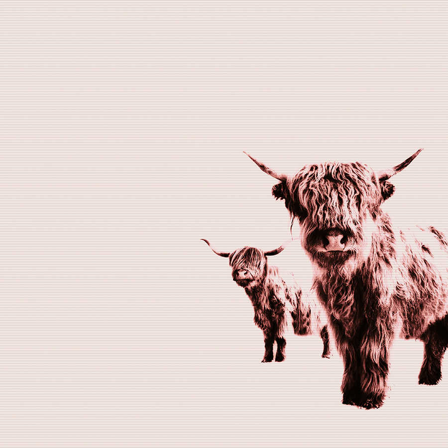 Highland cattle, Shaggy coat, Rot, Herde, Pastellhintergrund