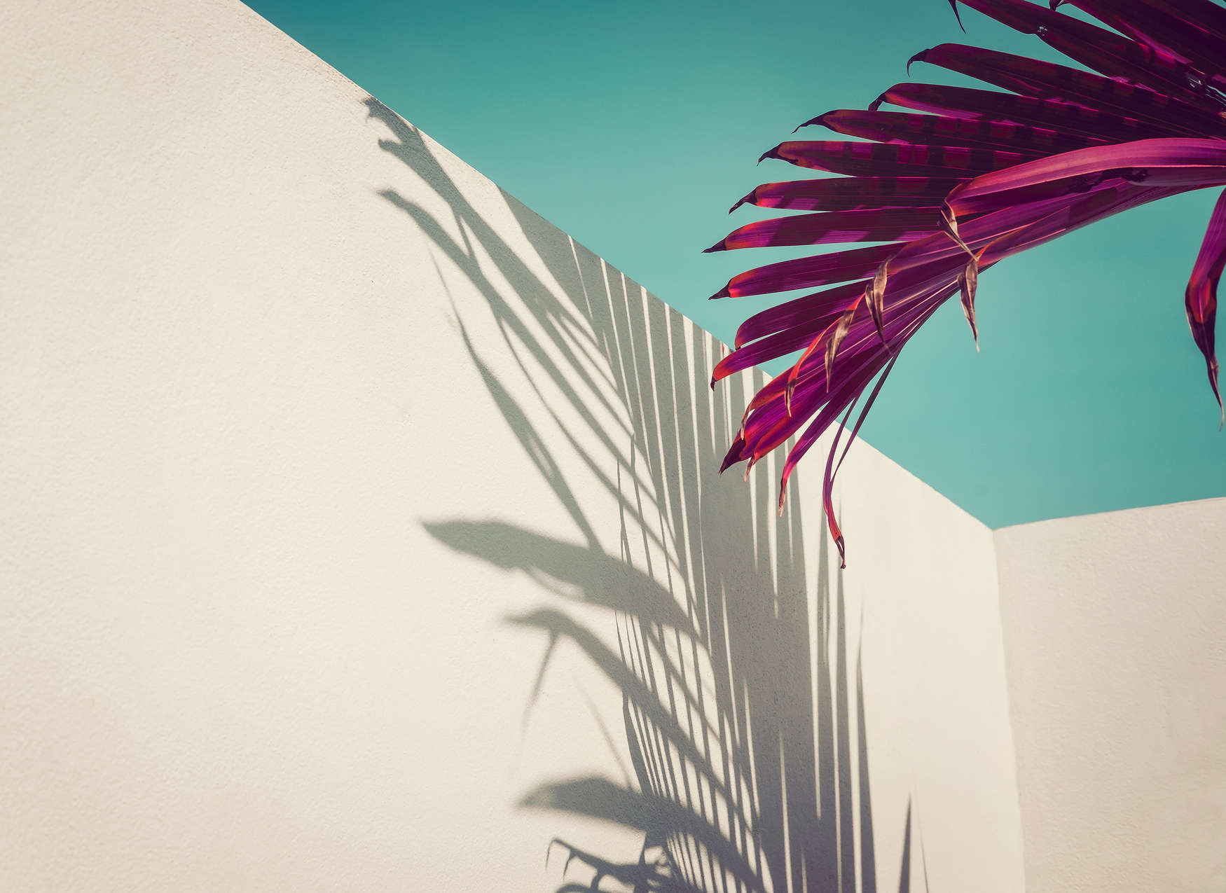 Palmenblatt, Schatten, Wand, Außenbereich, tropisch
