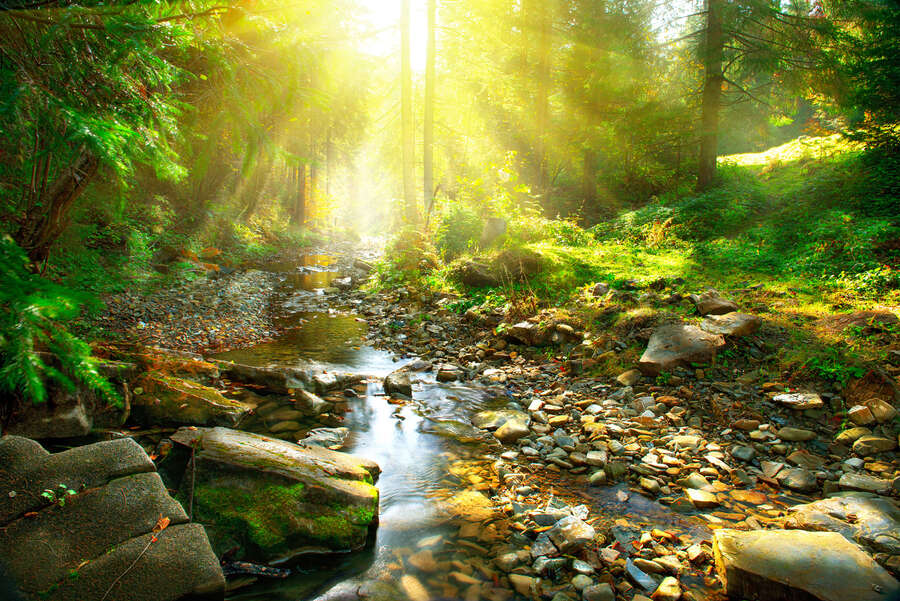             Lichtdurchflutete Wald-Fototapete mit idyllischem Fluss als Vliestapete – Bunt
        
