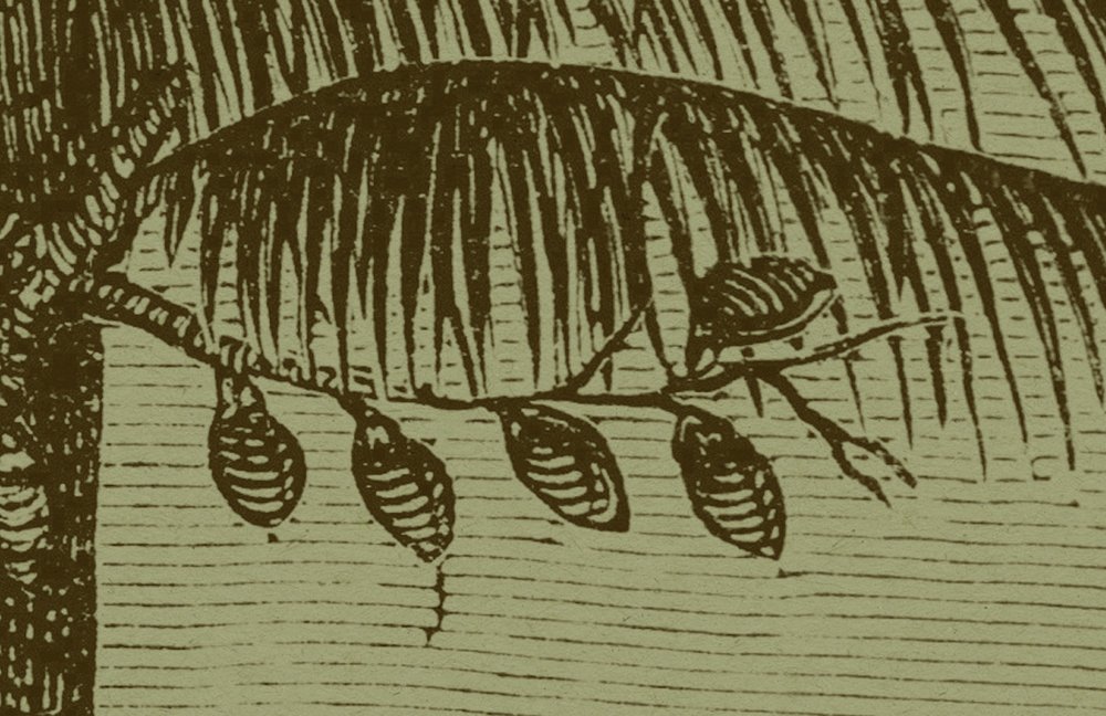 Blatt, Pflanze, Kunst