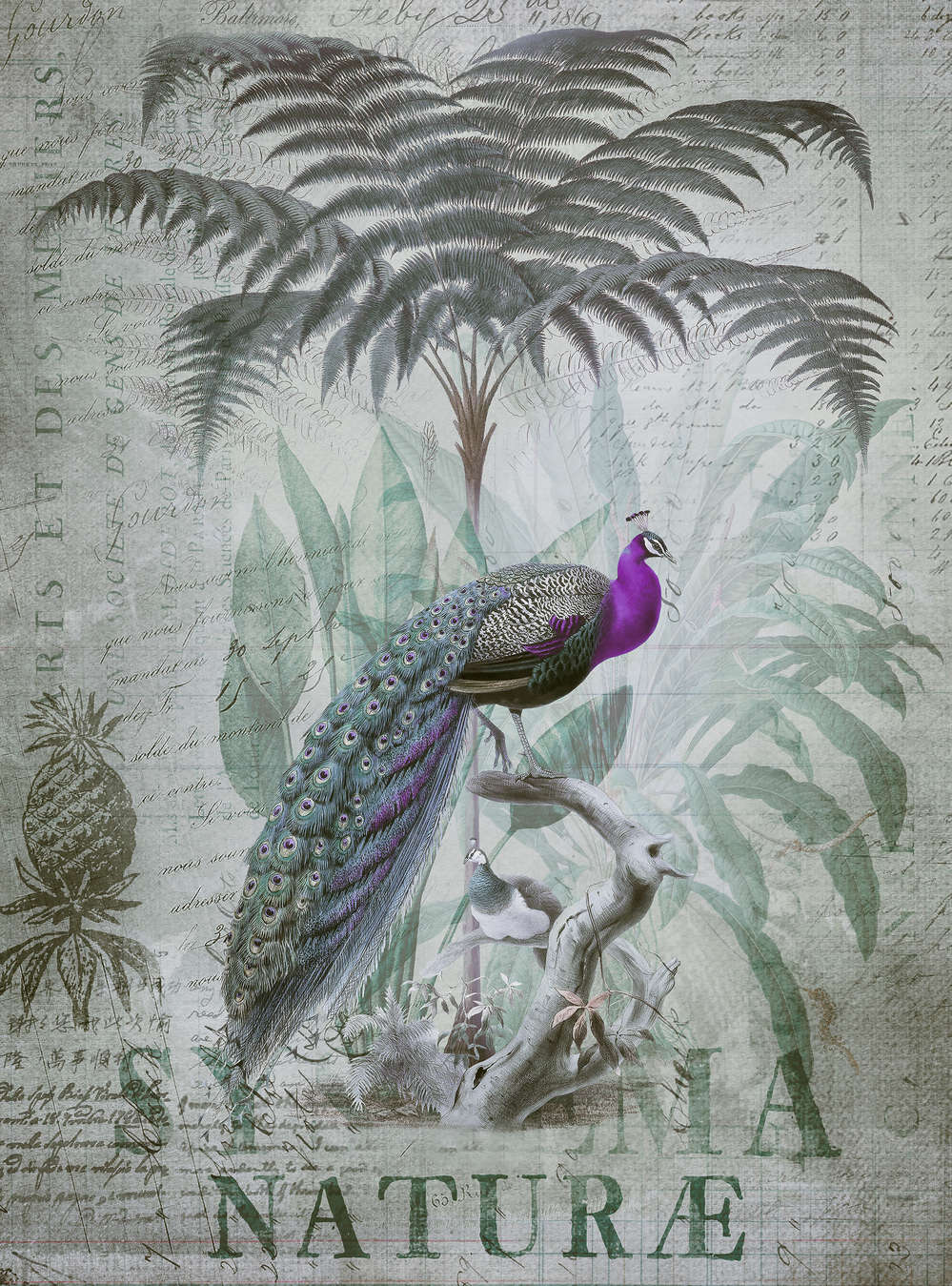 Pfau, Papagei, Natur, Laubwerk, Ananas