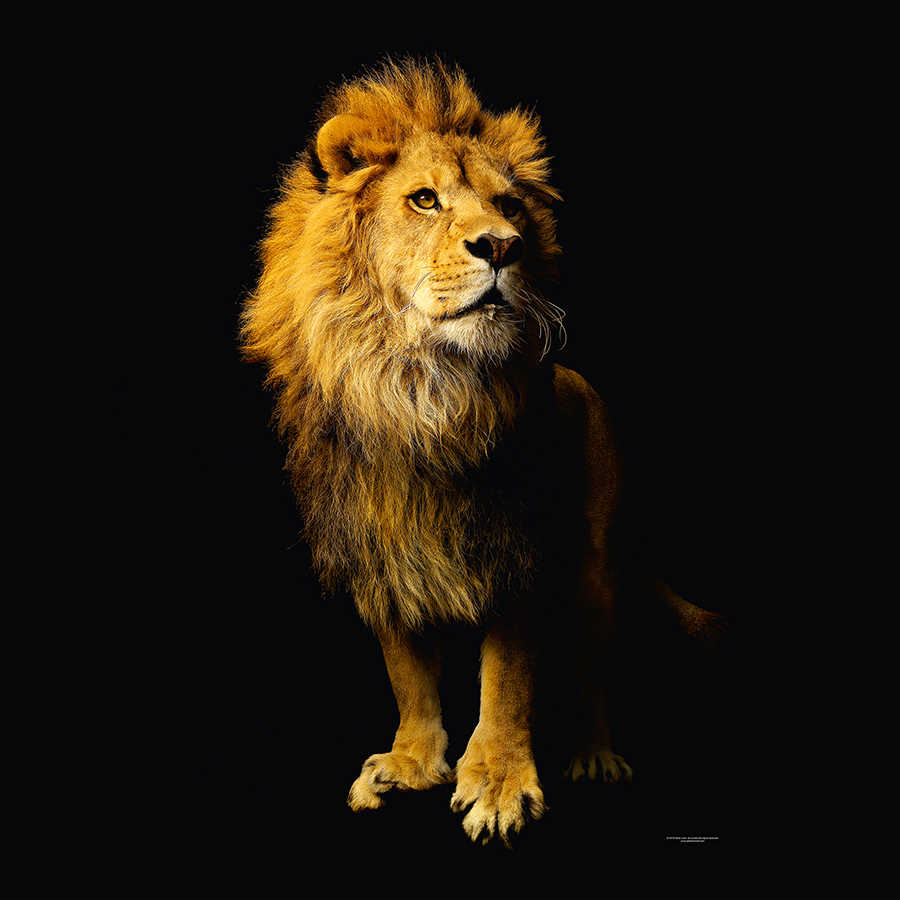 Löwe, Mähne, Tier, Wildtier, Schnittfigur