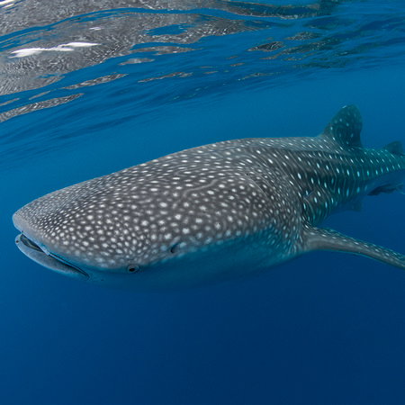 Haiwal, Hai, Unterwasser, Grau, Gepunktetes Muster