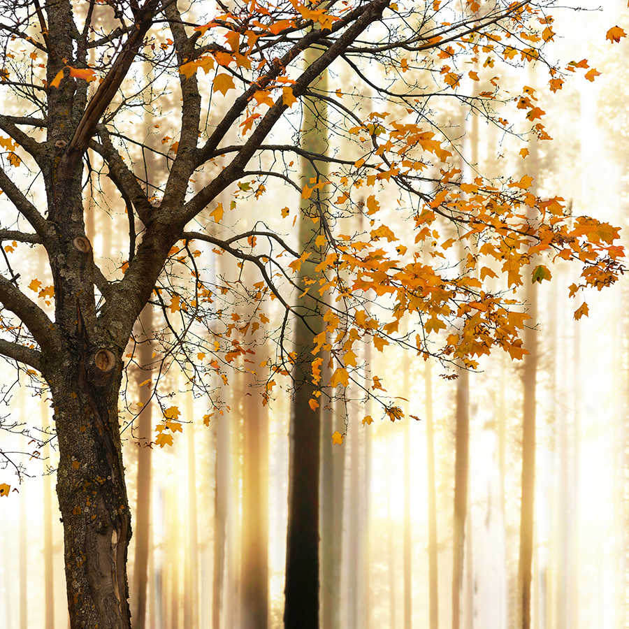 Baum, Herbst, Laub, Wald, Stamm