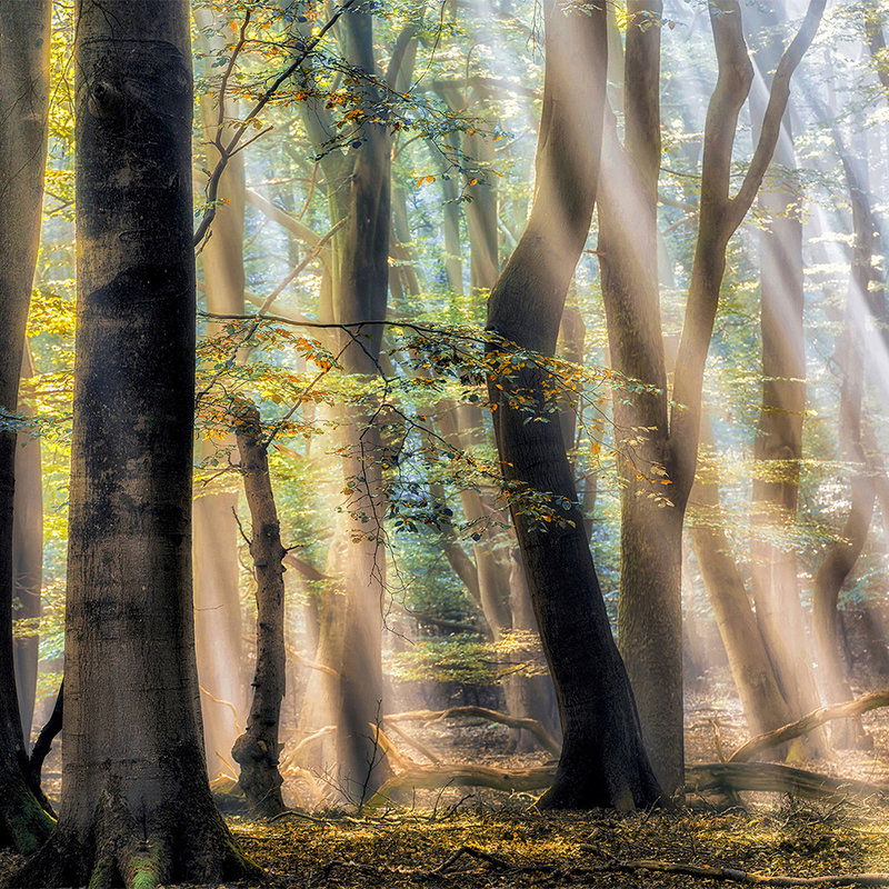         Architects Paper Fototapete AP Digital 4
    