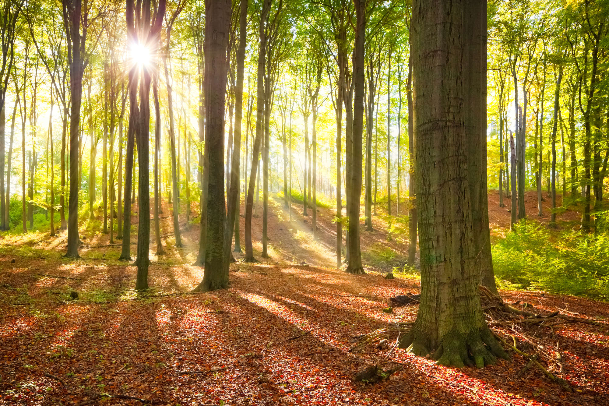 wald, sonne, bäume, waldgebiet, laubbelag