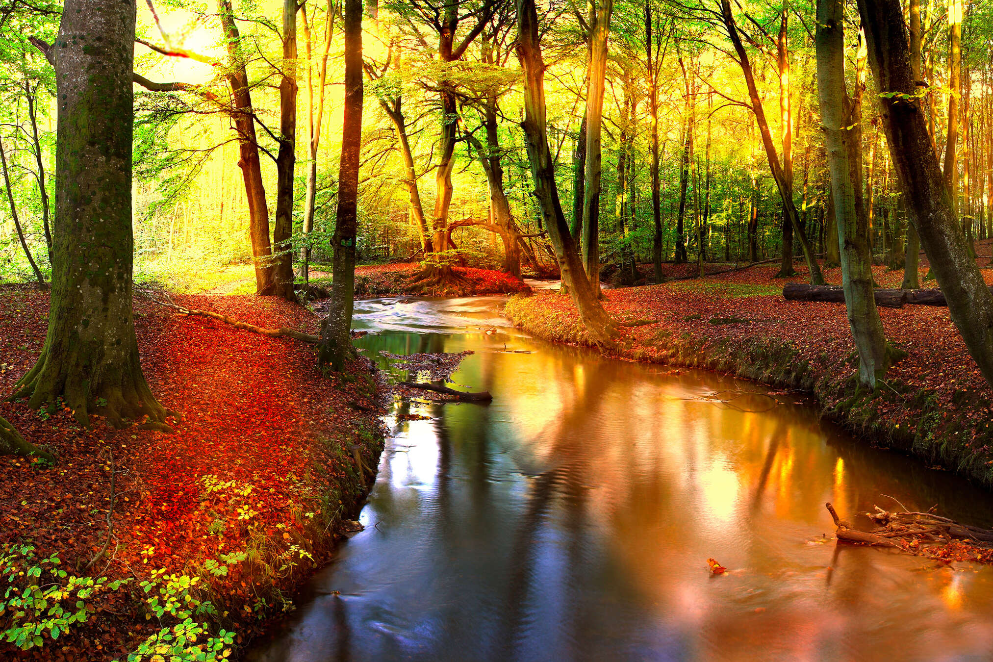 wald, fluss, herbst, blätter, sonne