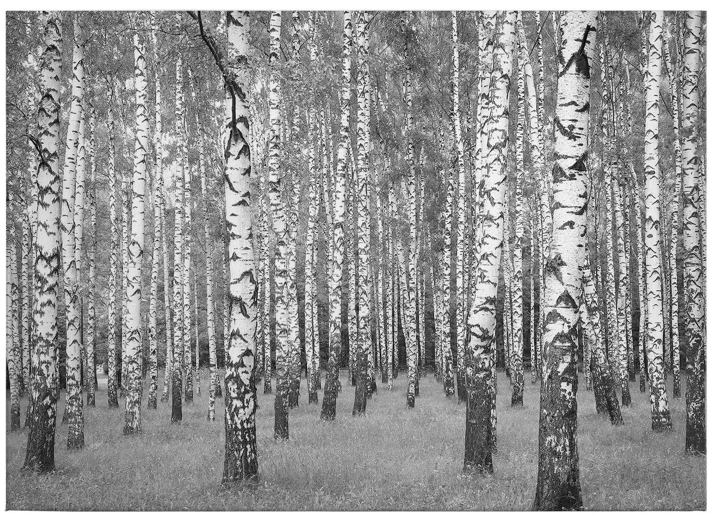 Baum, Vegetation, Birke, Hain, Waldland