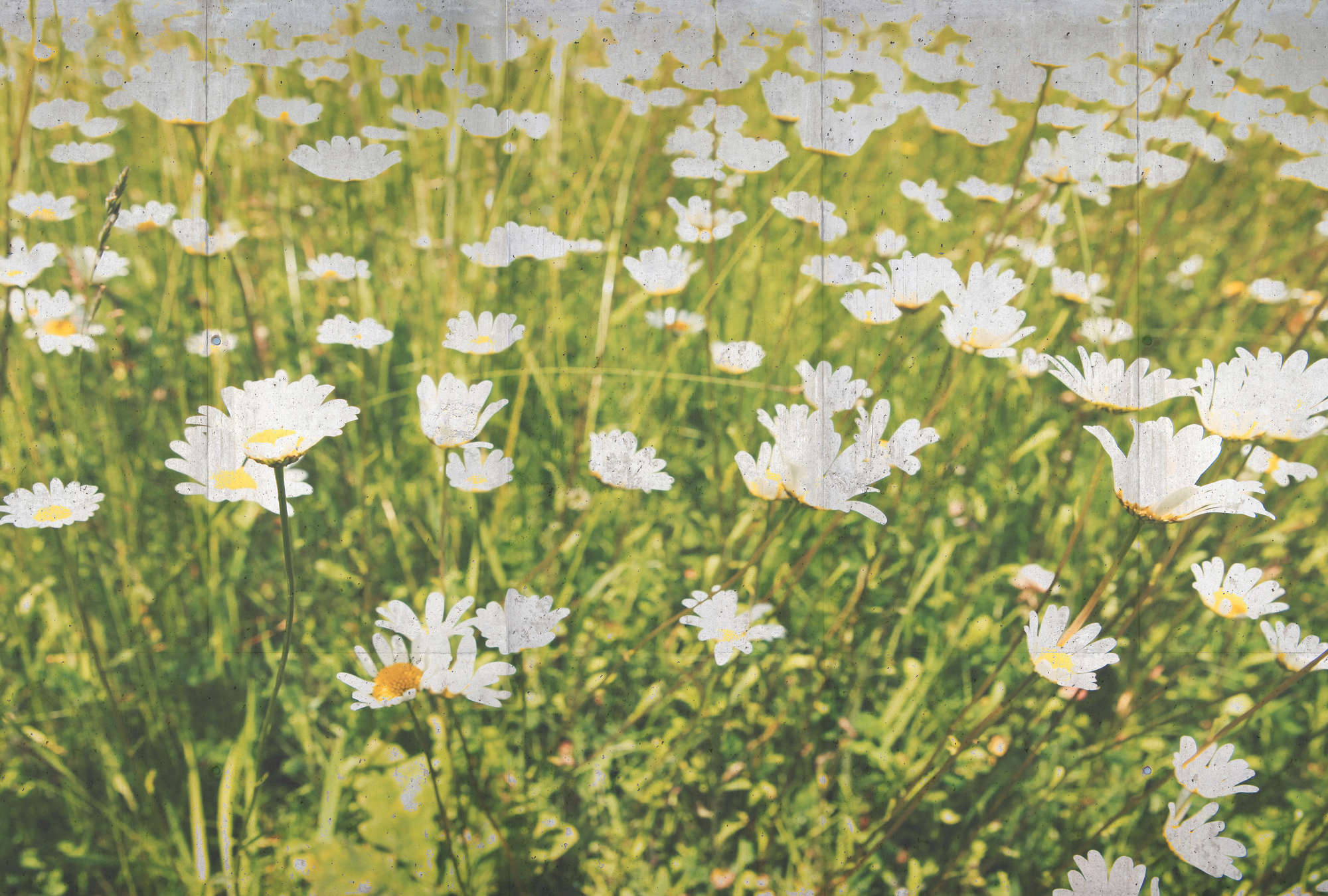             Vliestapete Fototapete im Beton Look – Blumenwiese im Natur Design – Grün, Weiß
        