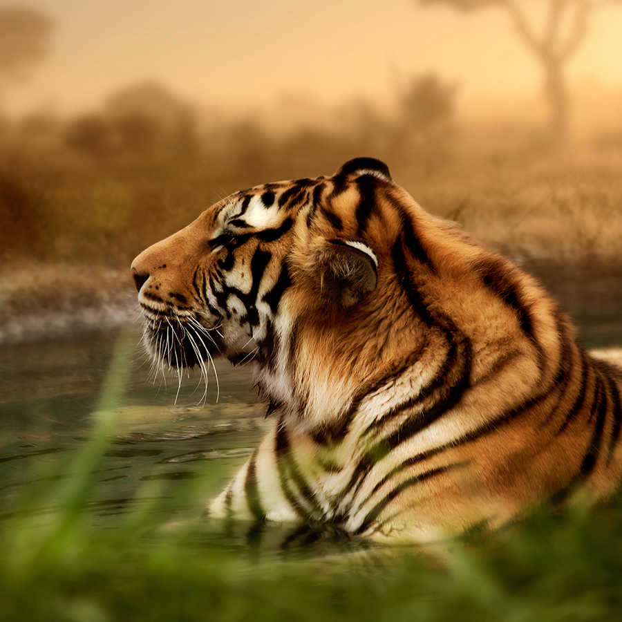 Tiger, Tiger im Wasser, Streifen, Wildlife, Dschungel