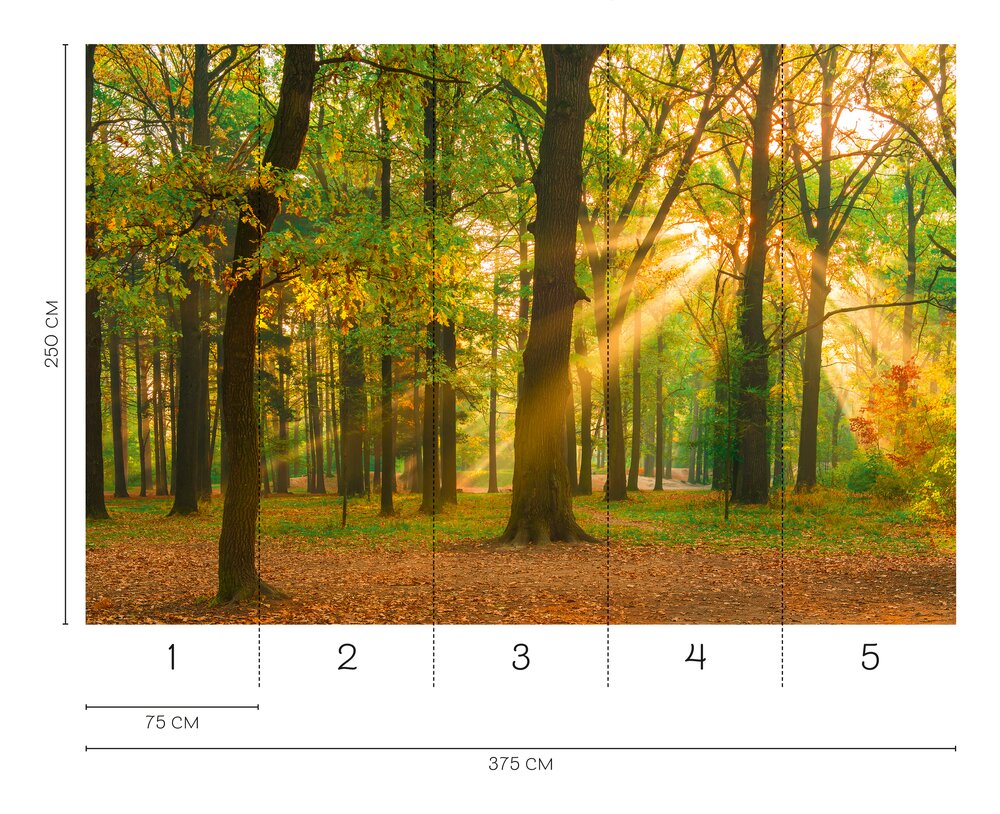             Sonniger und natürlicher Waldspaziergang 3D Fototapete als Vliestapete – Bunt
        