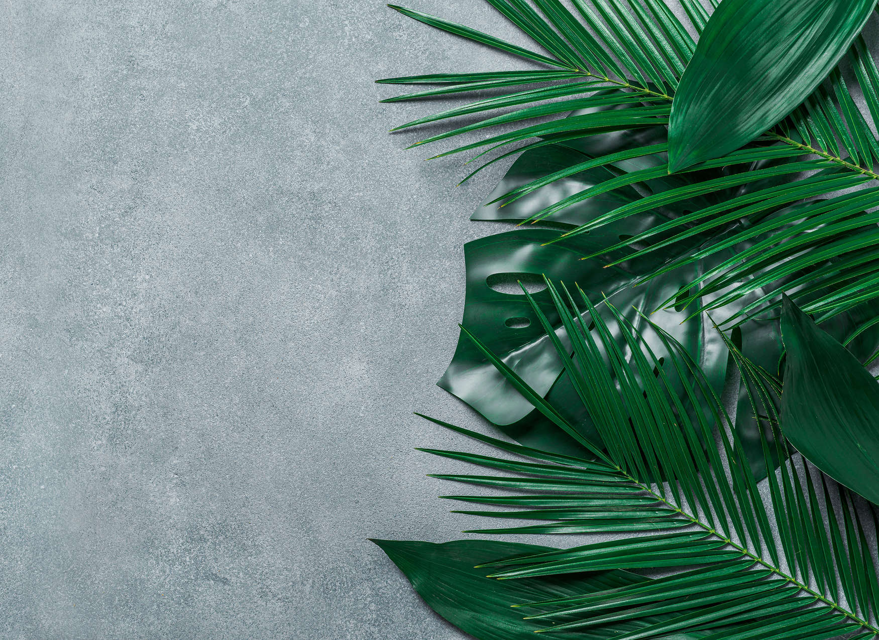 Palme, Blattwerk, Grüne Blätter, Monstera, Blattmuster
