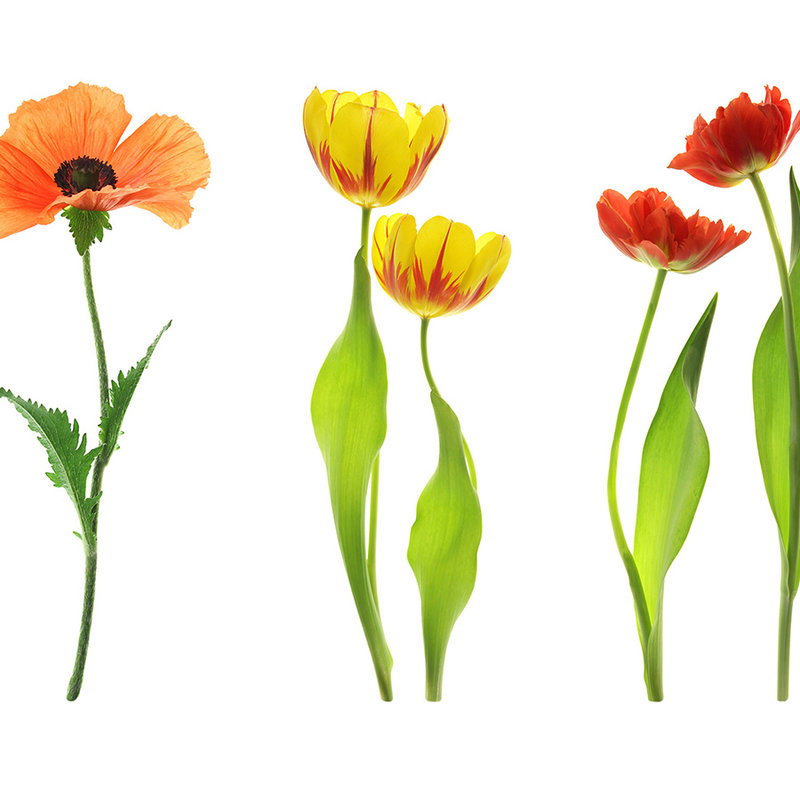 Tulpe, Blumen, Bunte Tulpen, Stielblumen, Blütenstiel