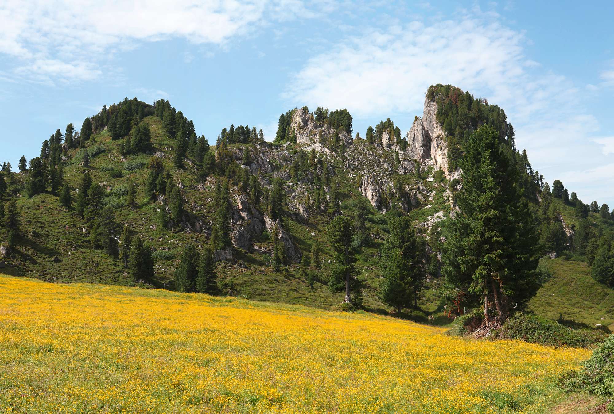 Berglandschaft, Kiefern, Felsen, Wiesen, Blumenfeld