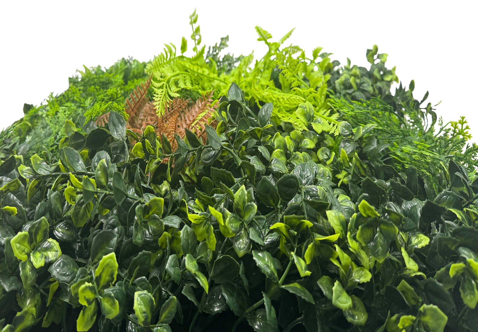 grünpflanze, laubgrün, fern, hängende-pflanze, kletterpflanze