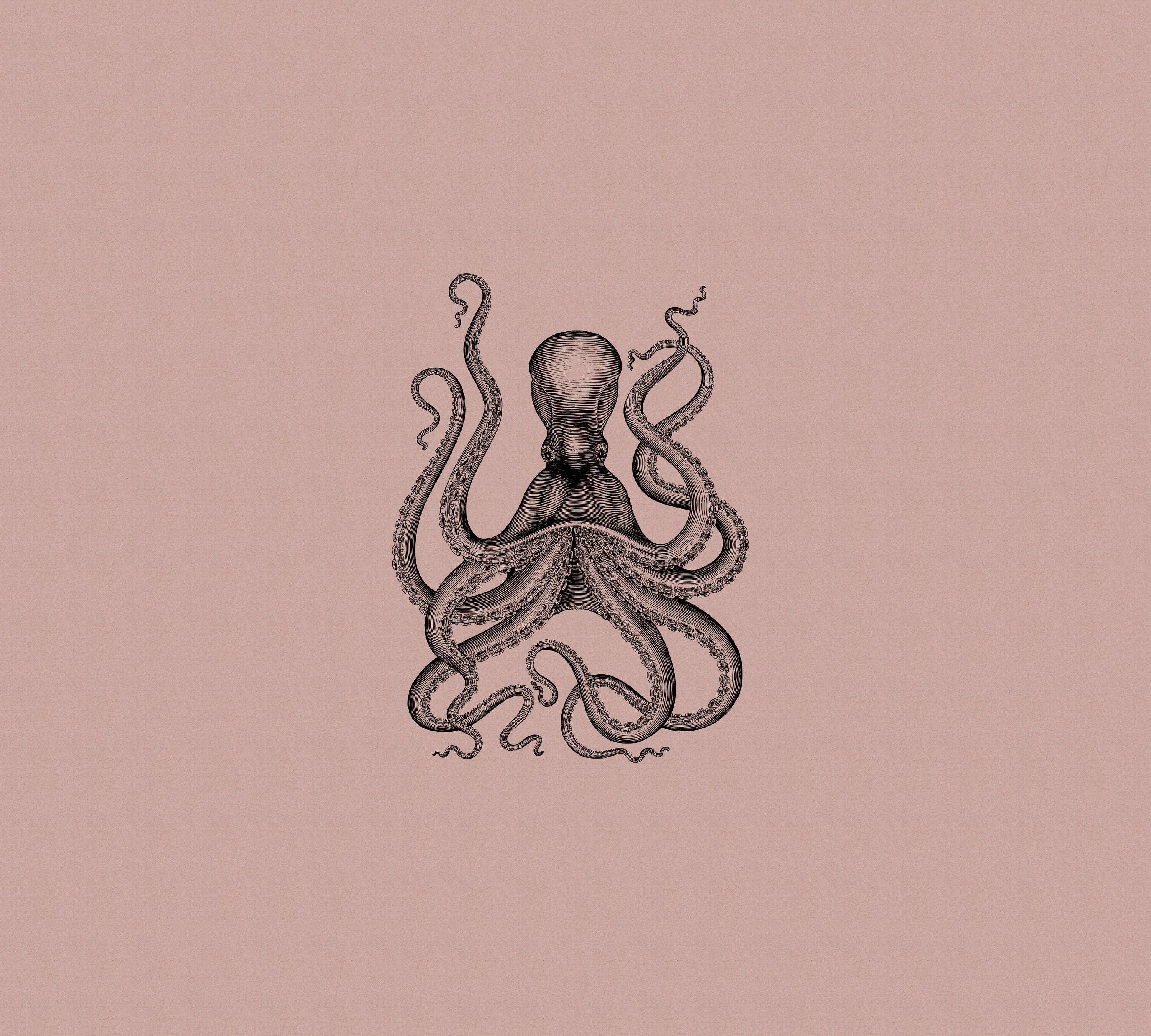 Tier, Leben im Meer, Wirbellose, Oktopus