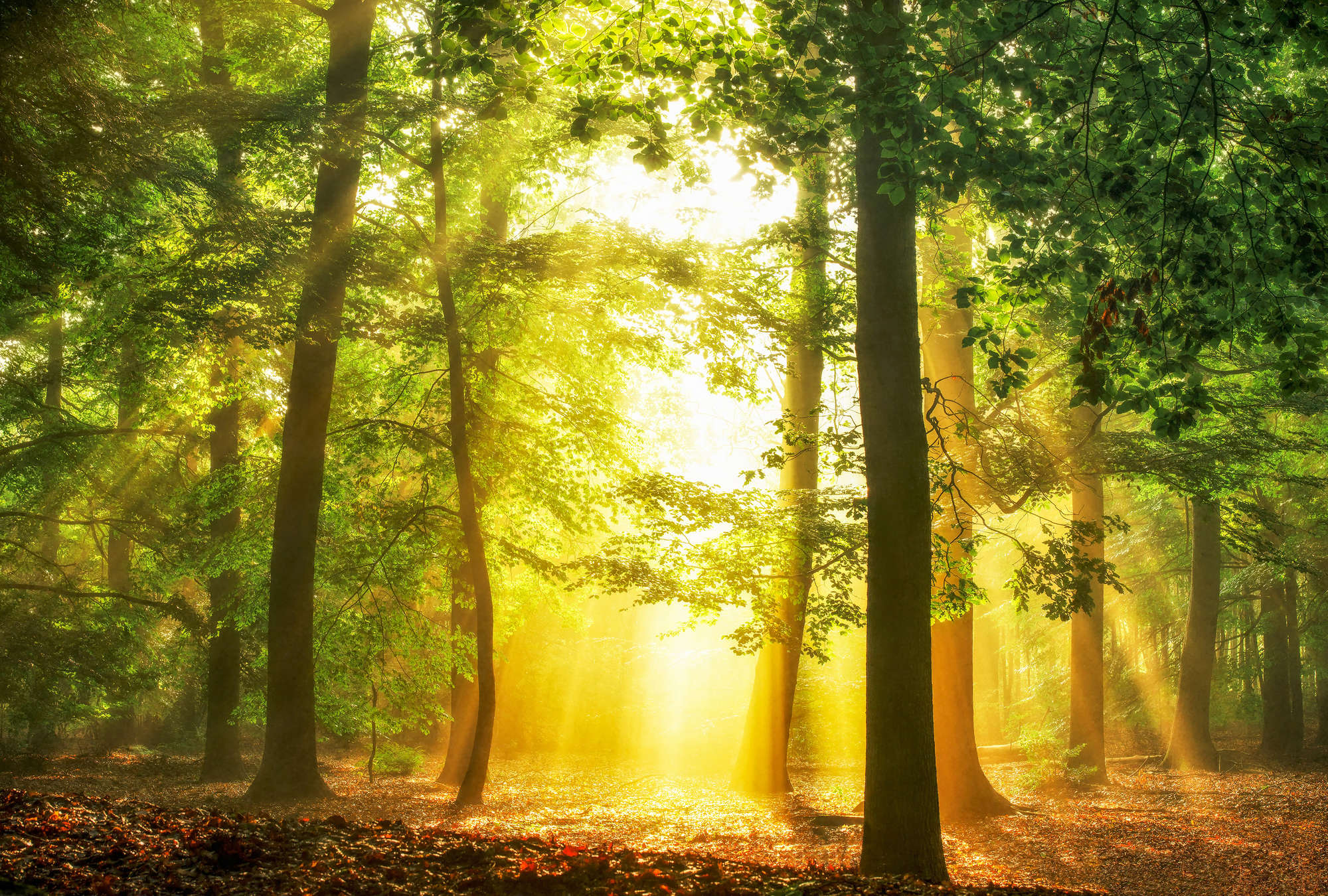             Architects Paper Fototapete AP Digital 4
        