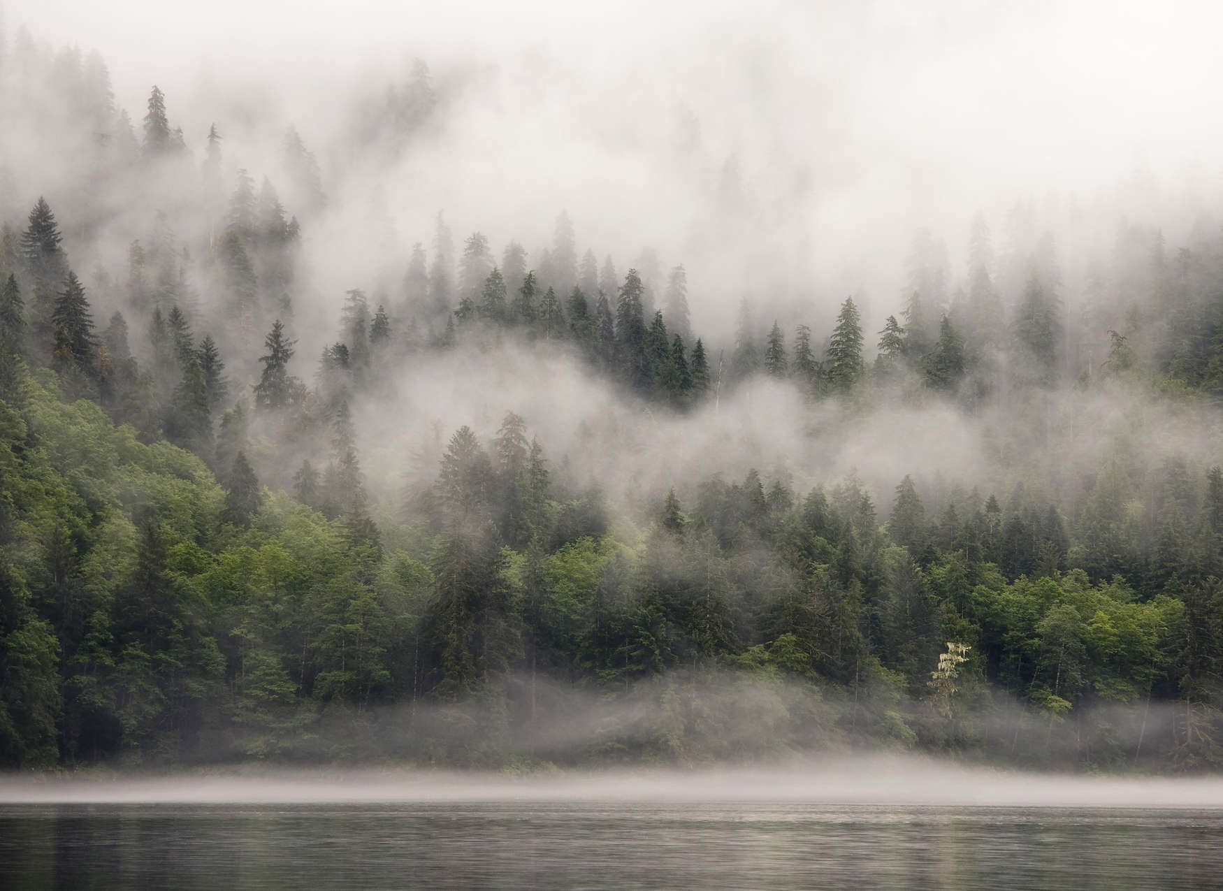 Wälder, Nebel, See, Bäume, Nebelwald