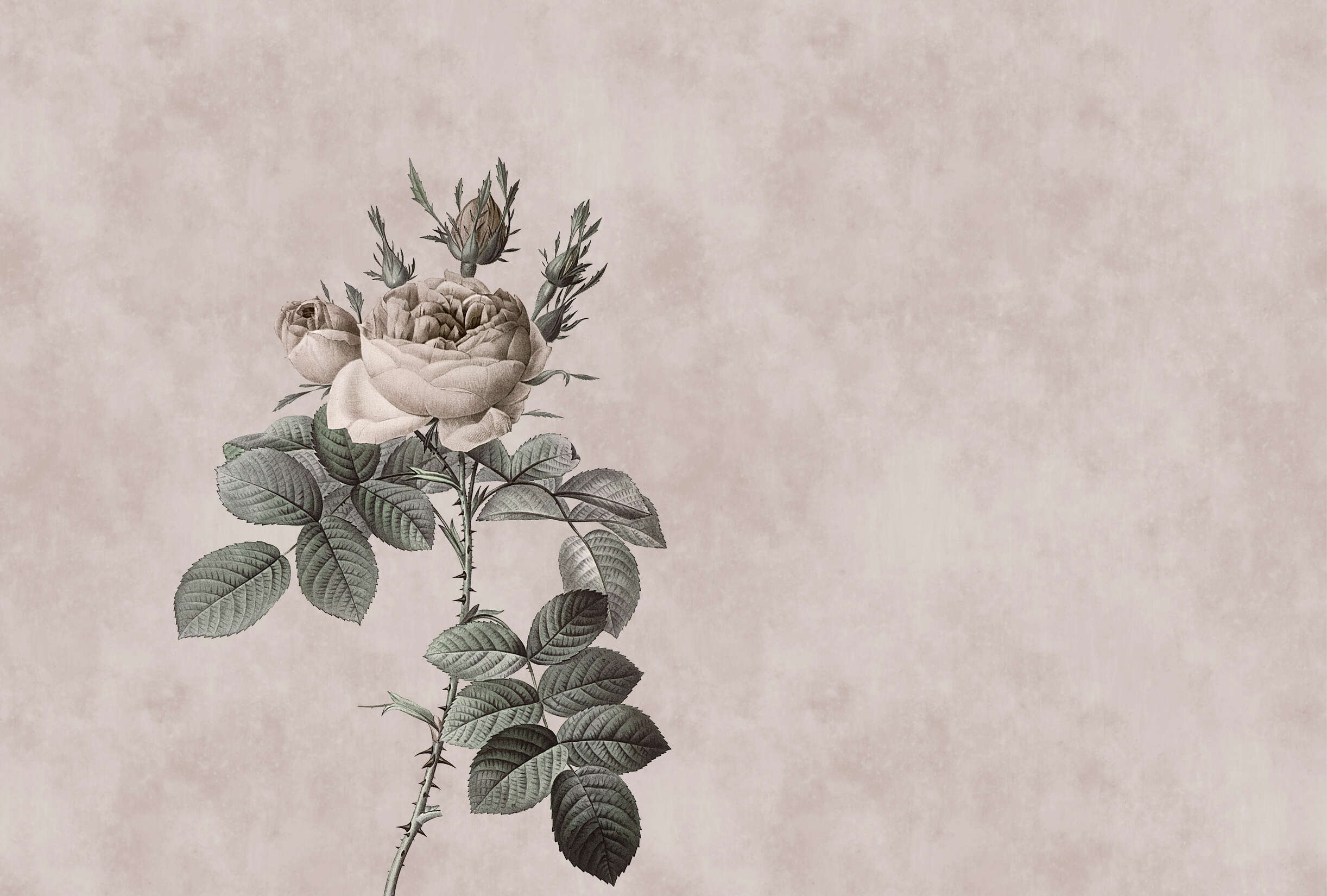 Blume, Rose, Kunst, Blatt, Zeichnen