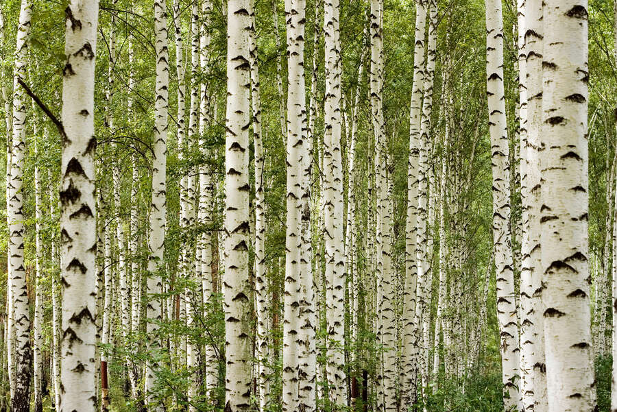 Baum, Vegetation, Birke, Hain, Waldland