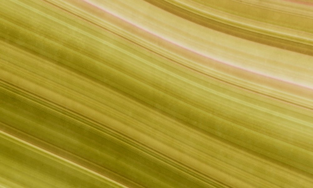 Textur, Blatt, Pflanze, Holz