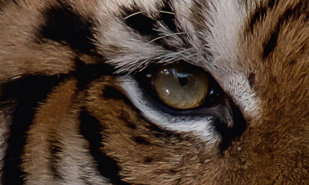 Tier, Tierwelt, Säugetier, Tiger, Hund