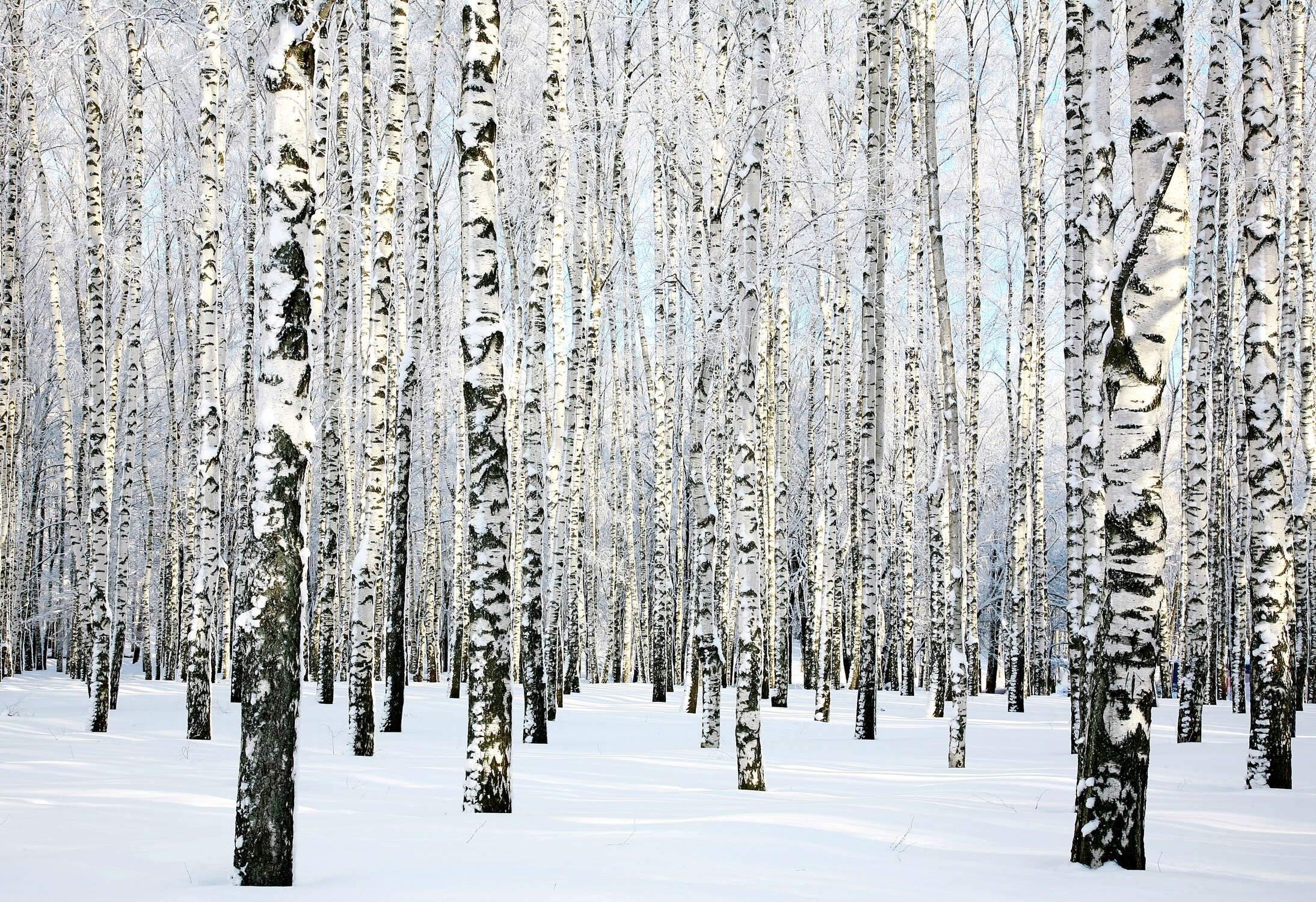 Birkenwald, Schneefeld, Winterlandschaft, Baumstämme, Birke