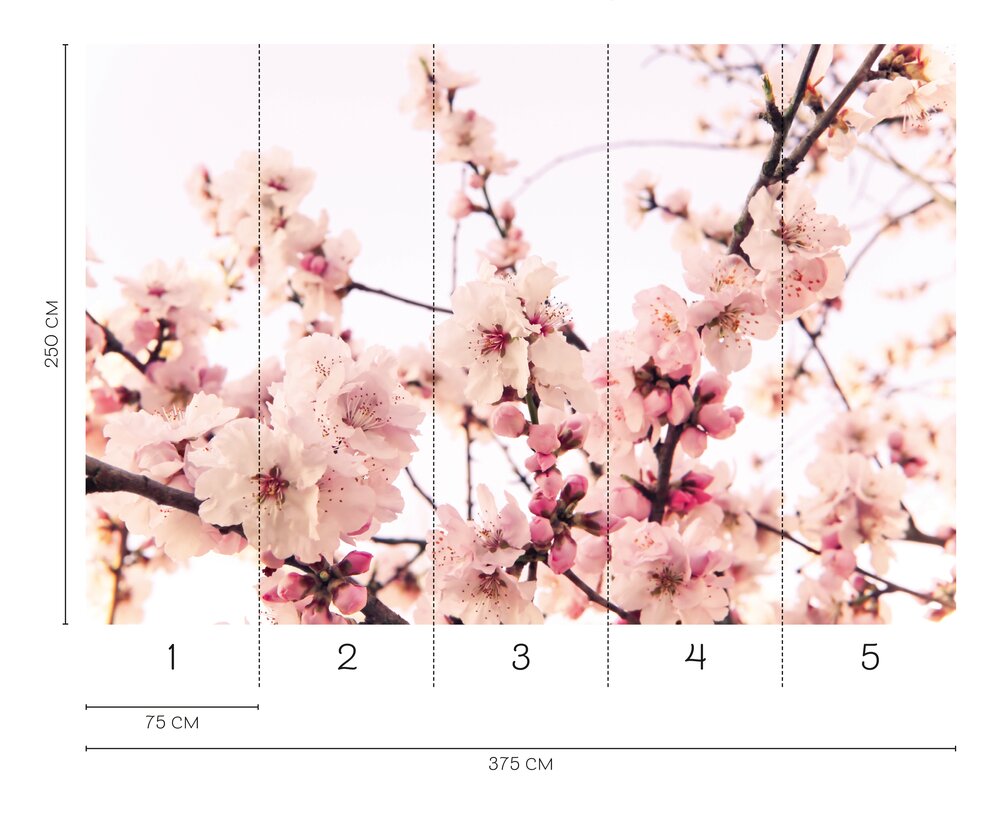             Zarte Frühlings-Fototapete mit japanischer Kirschblütenpracht als Vliestapete – Bunt
        