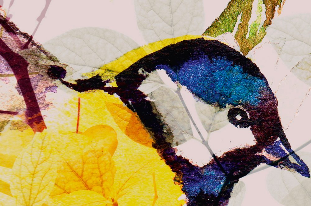 Blatt, Pflanze, Vogel, Jay, Kunst