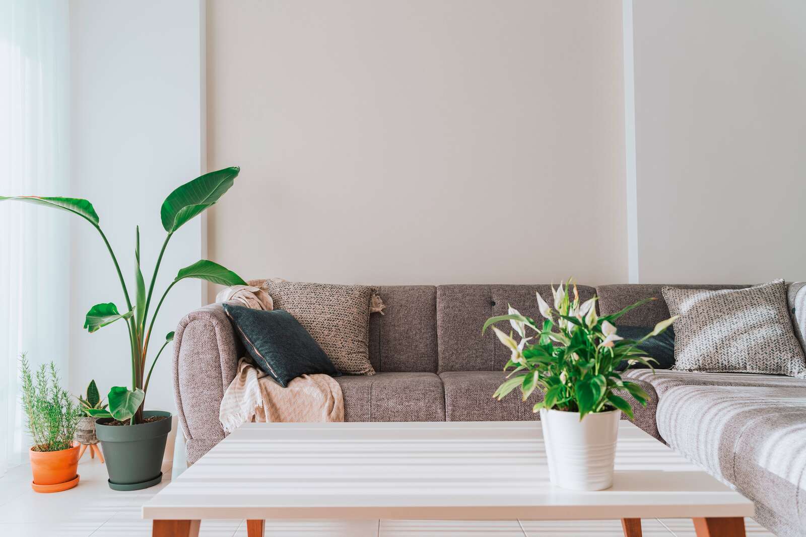 sofa, cou​ch, wohnzimmer, pflanze,  Cou​ffee table
