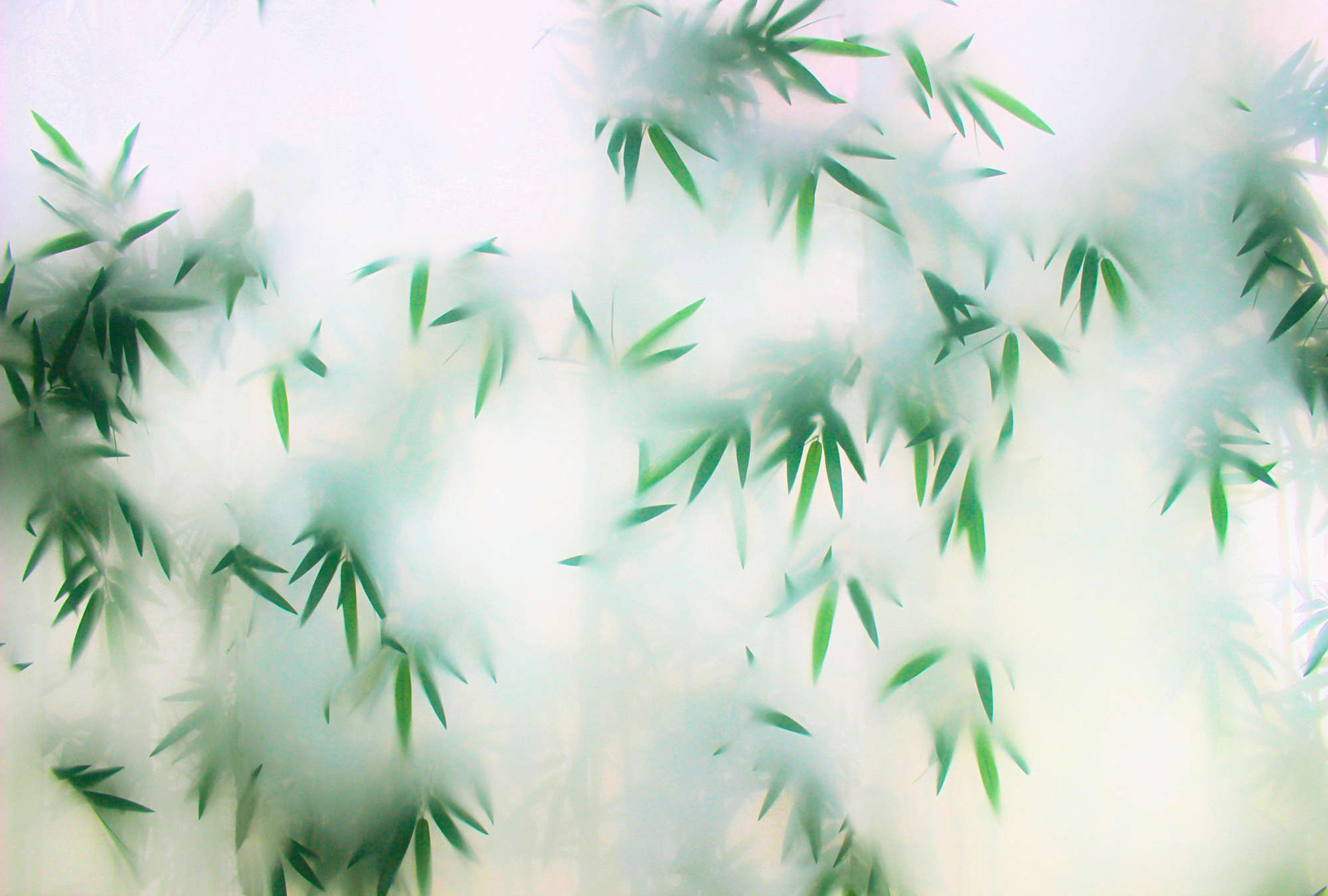 Blatt, Pflanze, Grün