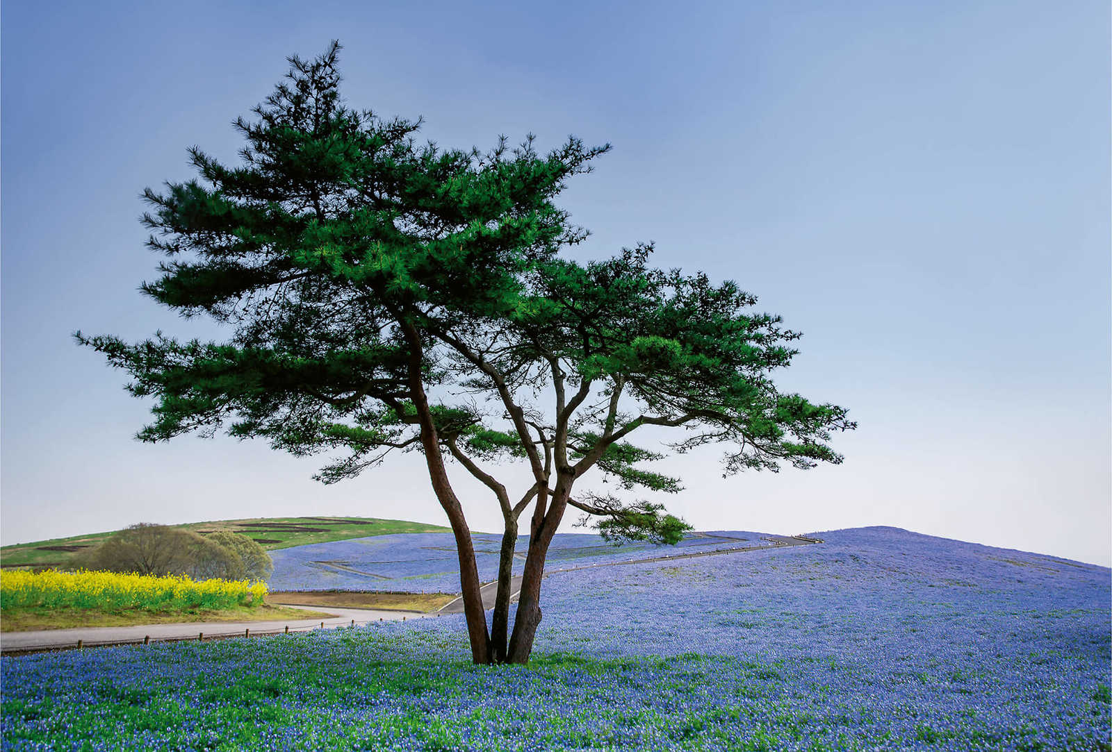         Muurschildering Landschap in Japan met boom
    
