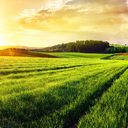         Landschap Behang Velden & Heuvels bij Zonsondergang
    