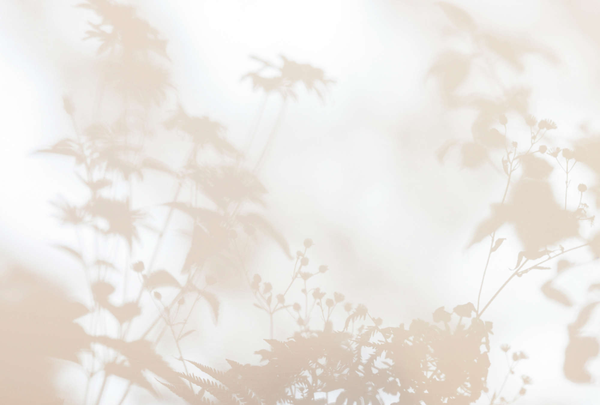 Natur, Draußen, Wetter, Nebel, Dunst
