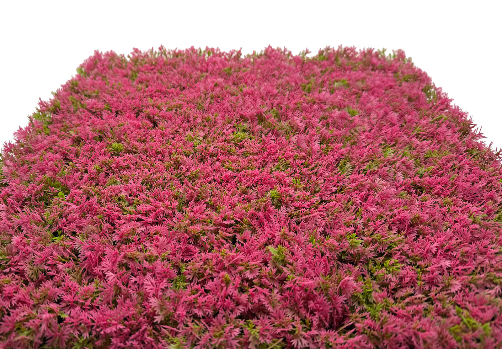 Heide, Zwerg-Heide, Klemmender Busch, Roter Farbstich, Niedrig wuchs