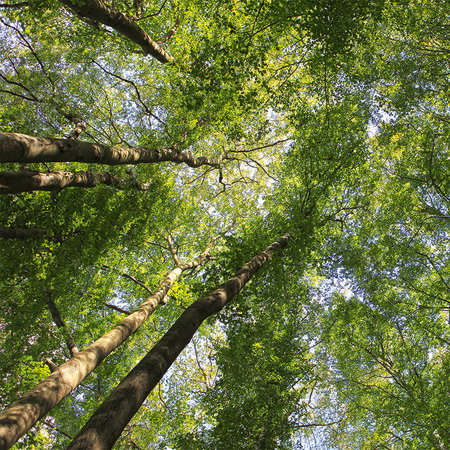 Baum, Wald, Laubbäume, Holzstamm, Baumkrone