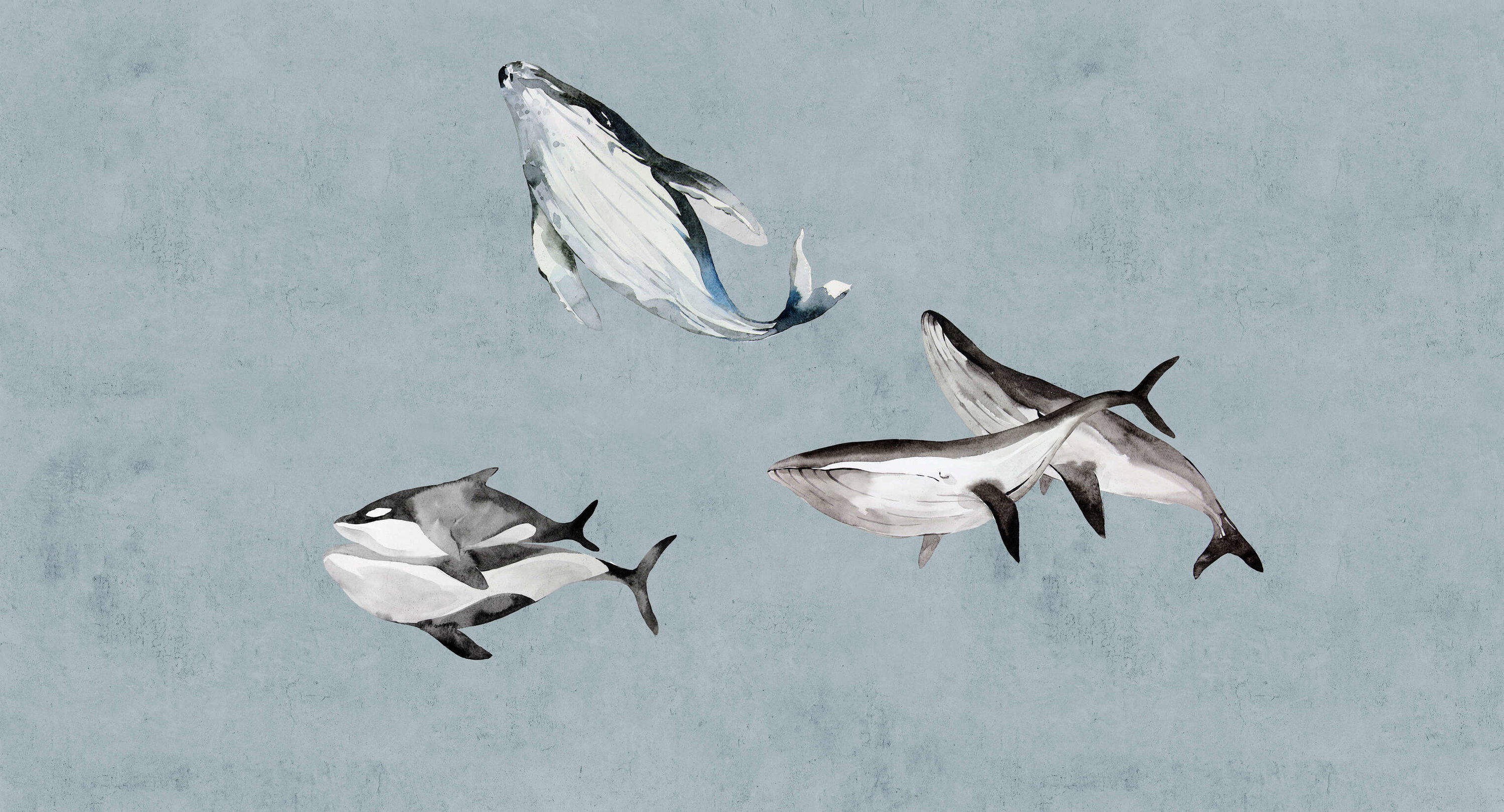 Tier, Vogel, Fliegend, Leben im Meer, Hai