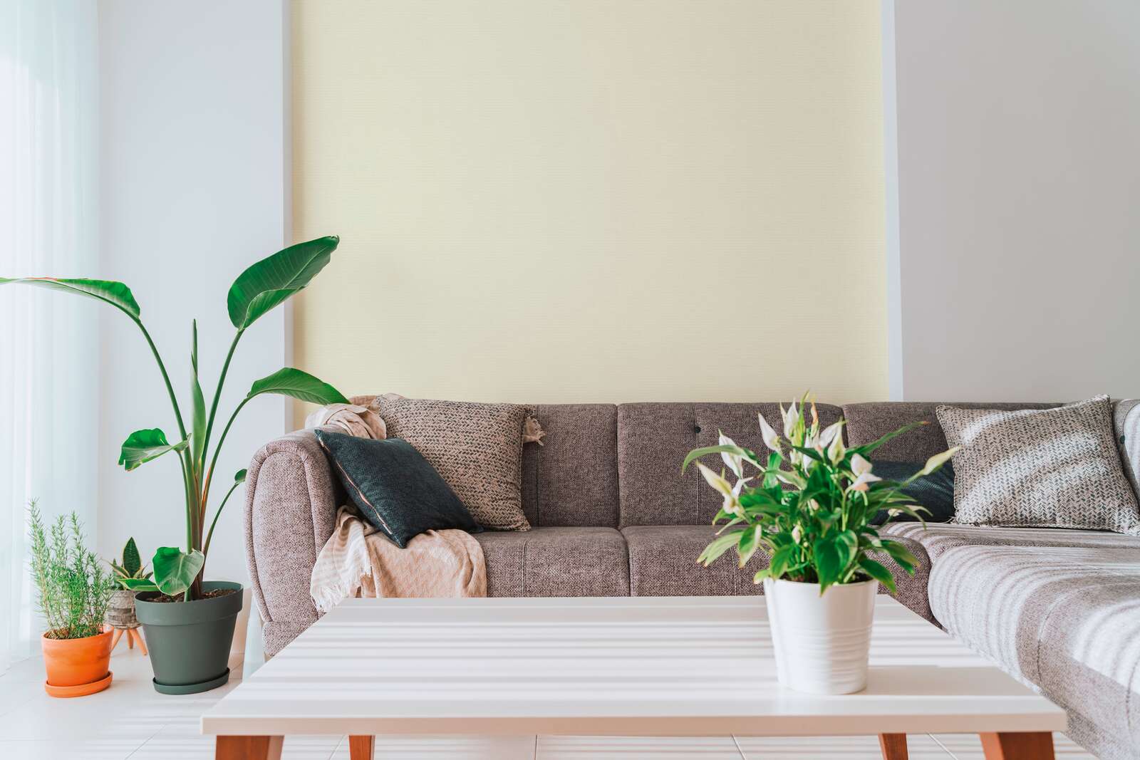 sofa, couch, wohnzimmer, pflanzen, couchtisch