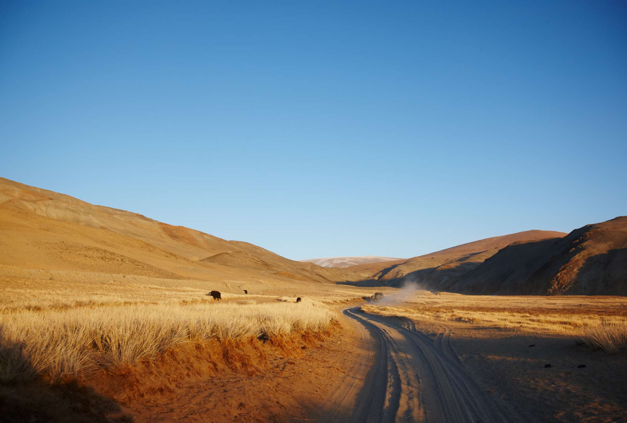 Wüste, Straße, Dünen, offene Landschaft, Grasland