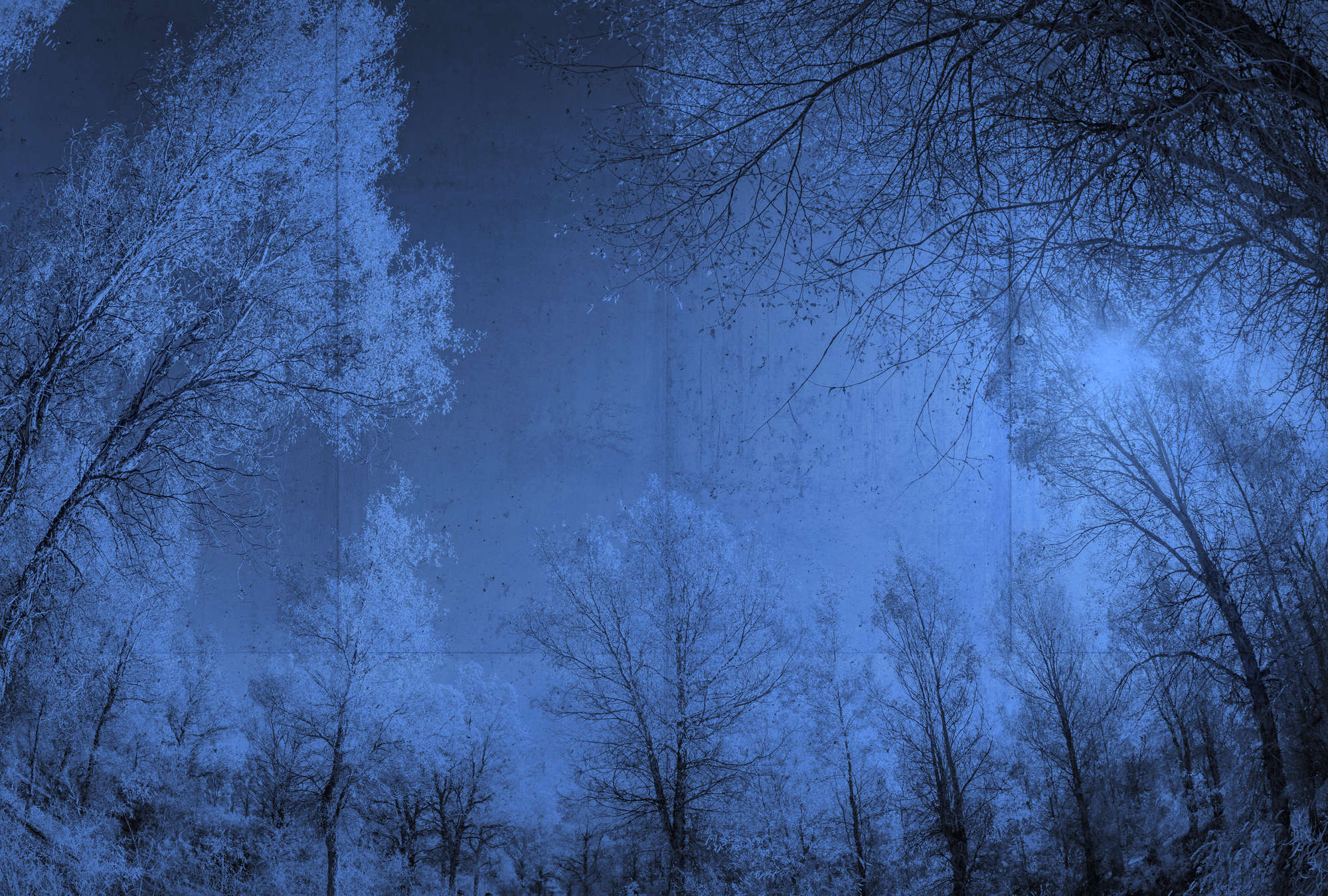 forest, trees, silhouette, blue-toned, nacht