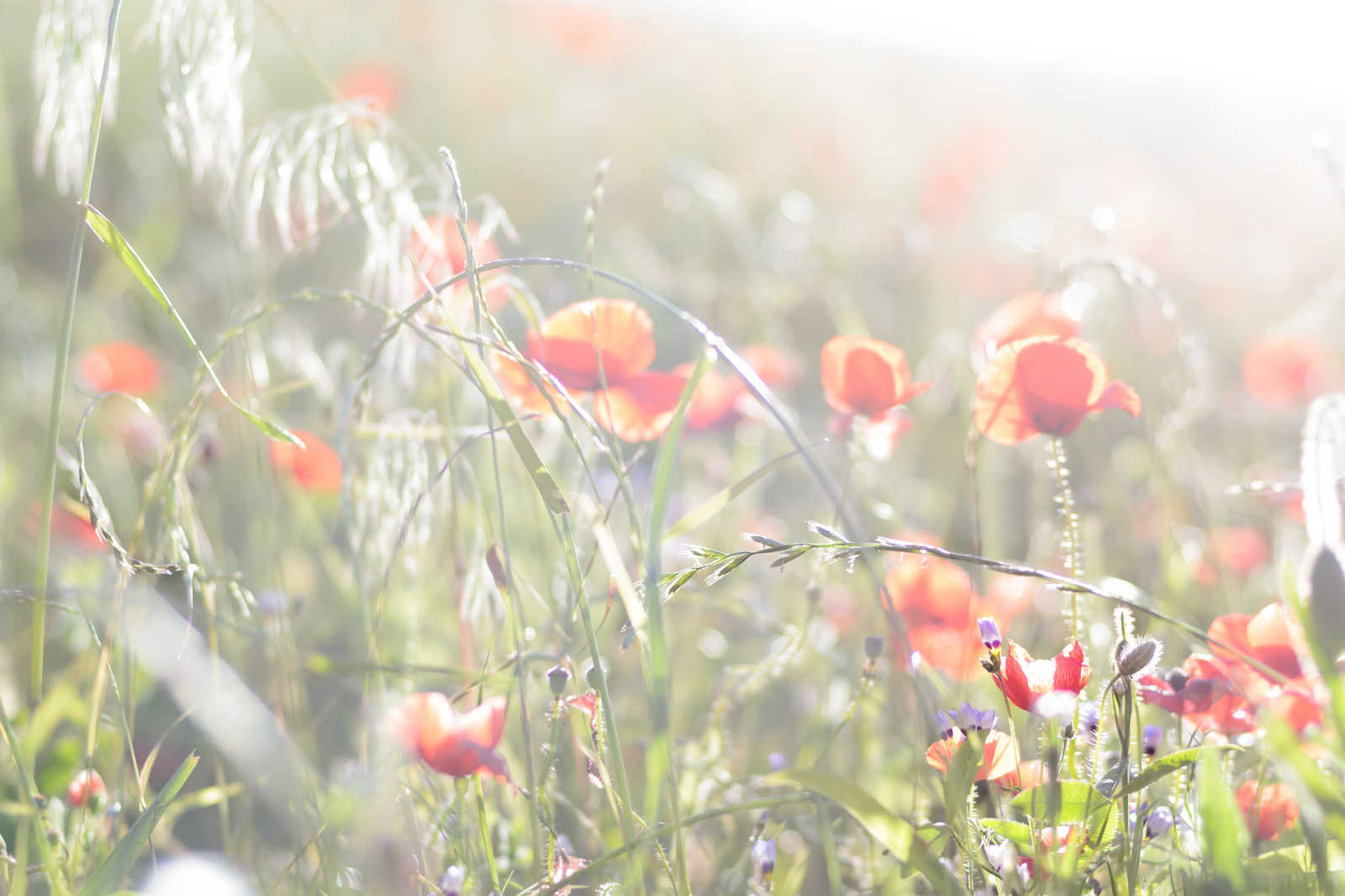             Leinwandbild Mohnblumen – 0,90 m x 0,60 m
        
